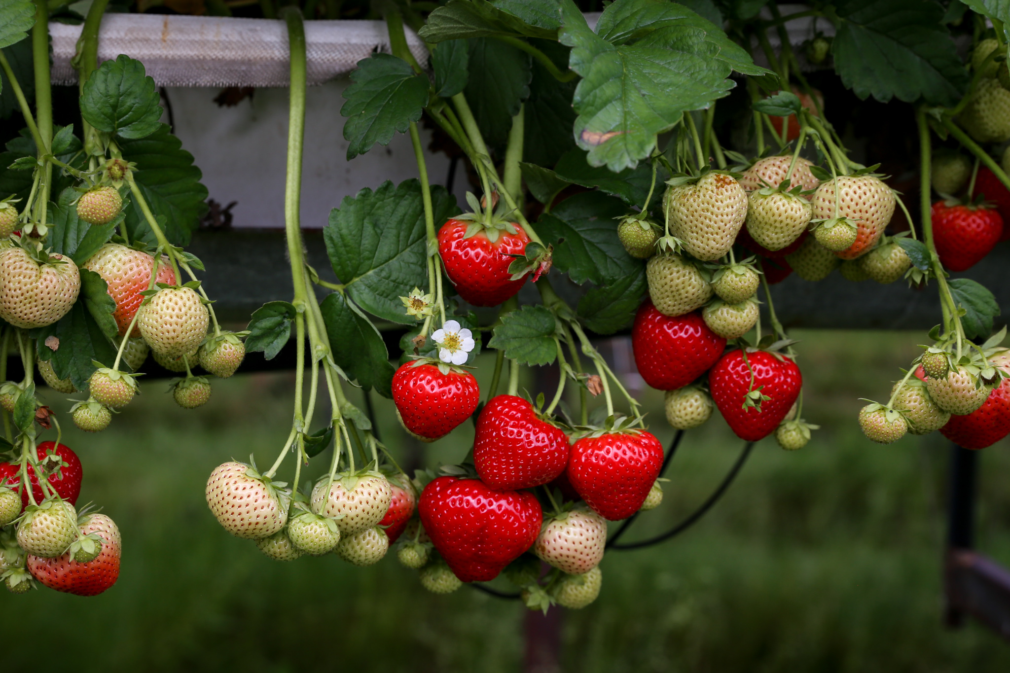 Sonsation aardbeien