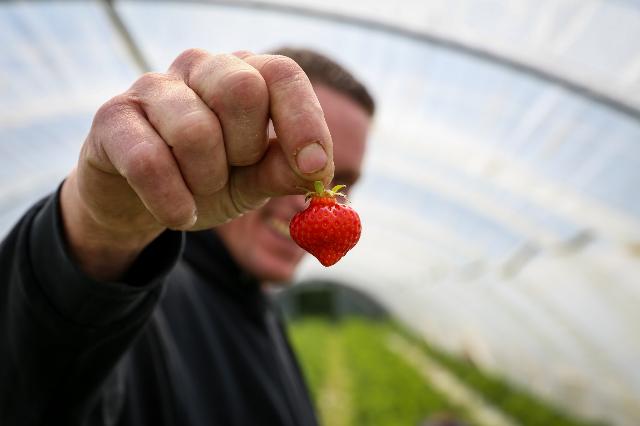 Lambada aardbeien