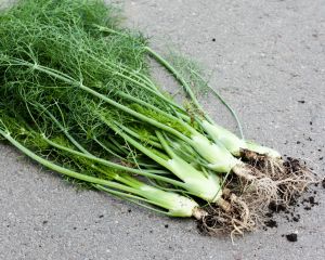 Mini venkel uit eigen tuin