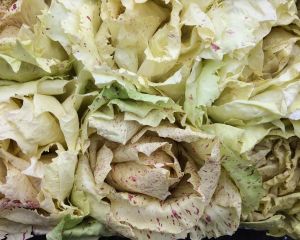 Radicchio di castelfranco