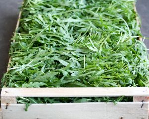 Rucola