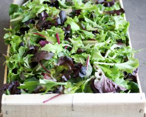 Mesclun