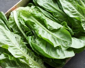 Romaine sla