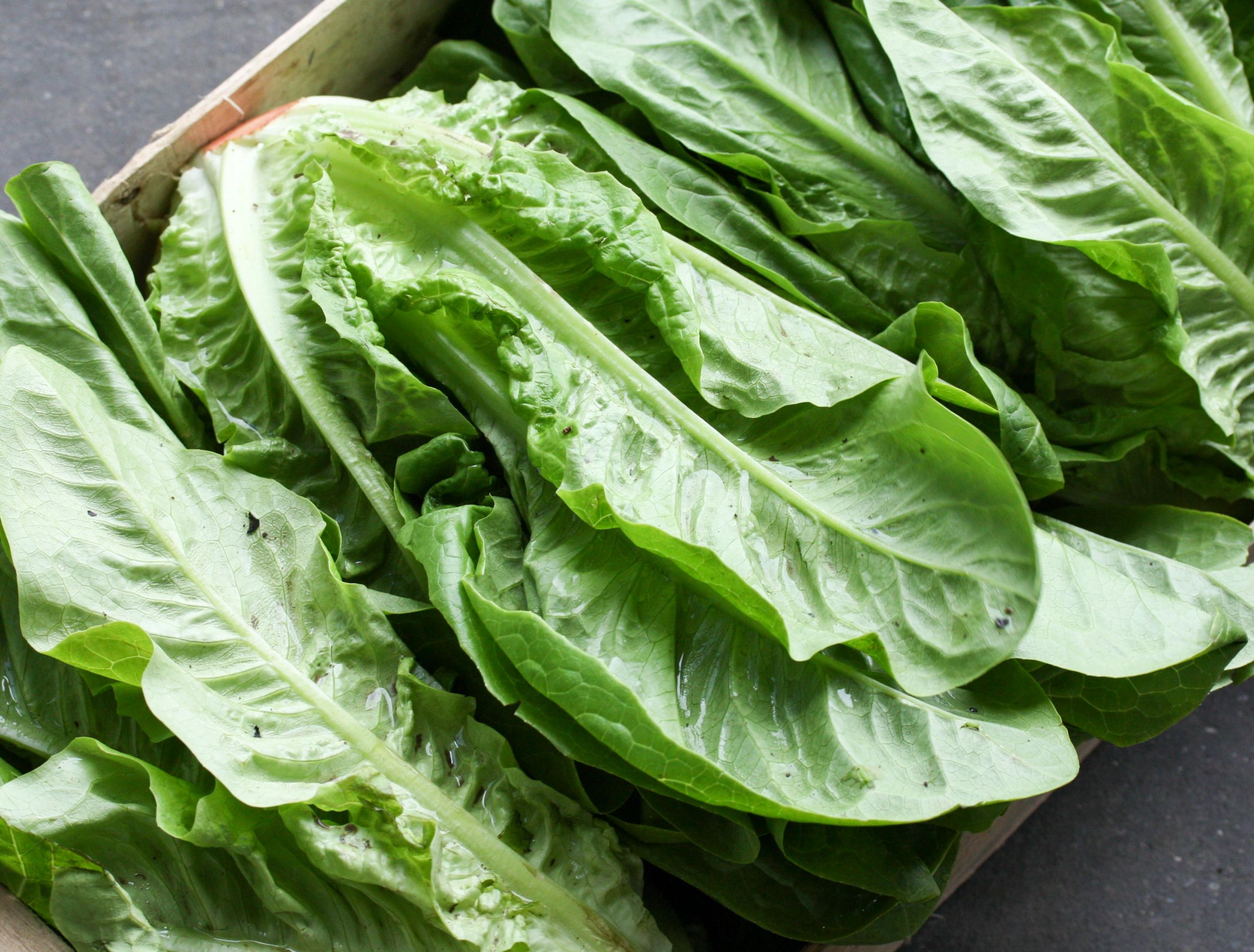 Romaine sla