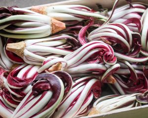 Radicchio tardiva